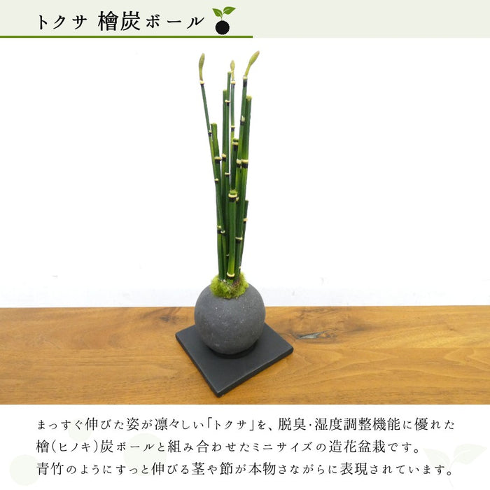 カップボン　檜炭ボール　トクサ