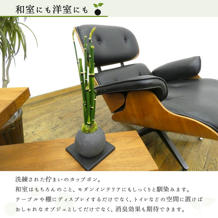 和室にも洋室にも