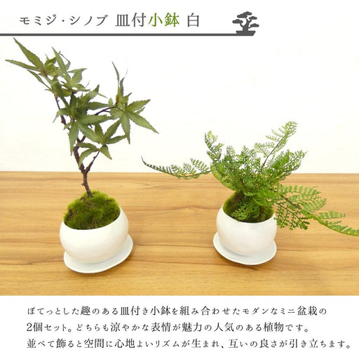 カップボン　皿付き小鉢白　2個セット