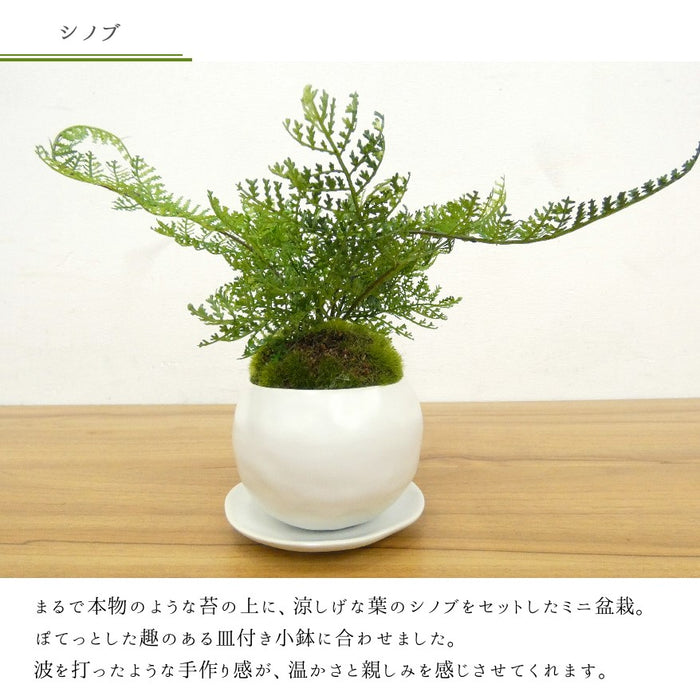 カップボン　皿付き小鉢白　シノブ