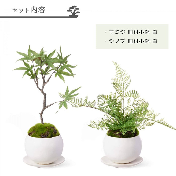 セット内容