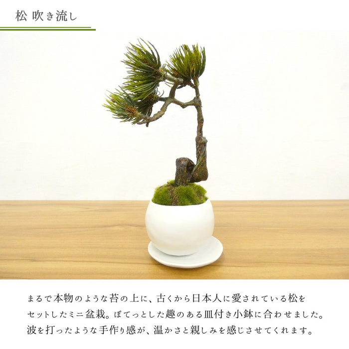 カップボン　皿付小鉢 白 2個セット　松吹き流し