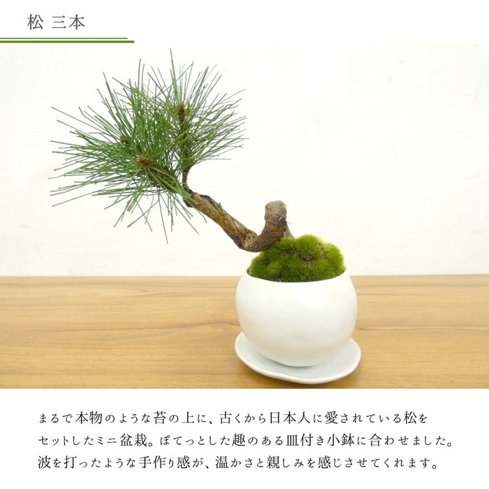 カップボン　皿付小鉢 白 2個セット　松三本
