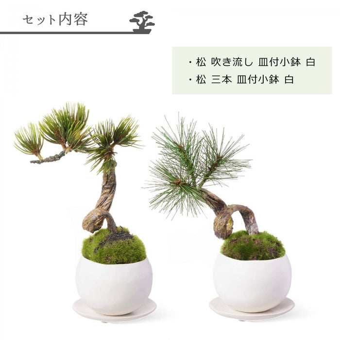 セット内容