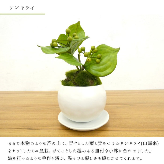 カップボン　皿付き小鉢白　サンキライ