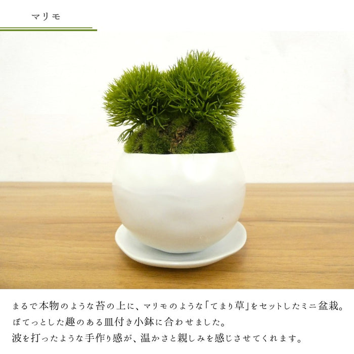 カップボン　皿付き小鉢白　マリモ