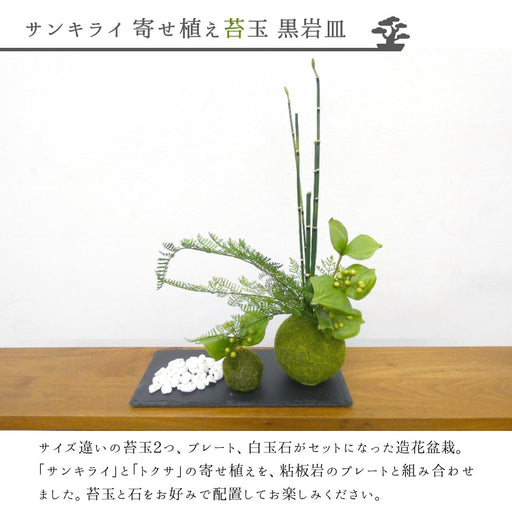 カップボン　苔玉黒岩皿　サンキライ