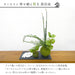 カップボン　苔玉黒岩皿　サンキライ