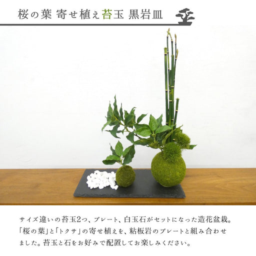 カップボン　苔玉黒岩皿　桜の葉