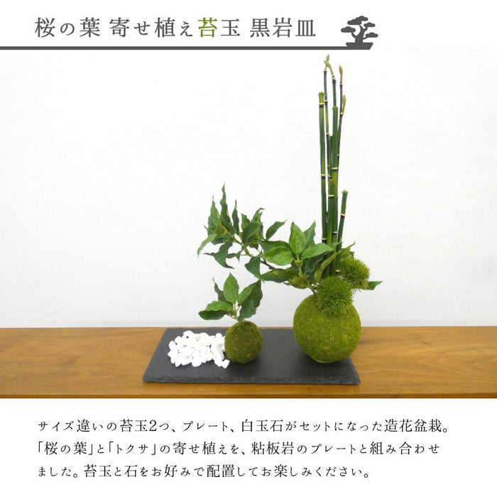カップボン　苔玉黒岩皿　桜の葉