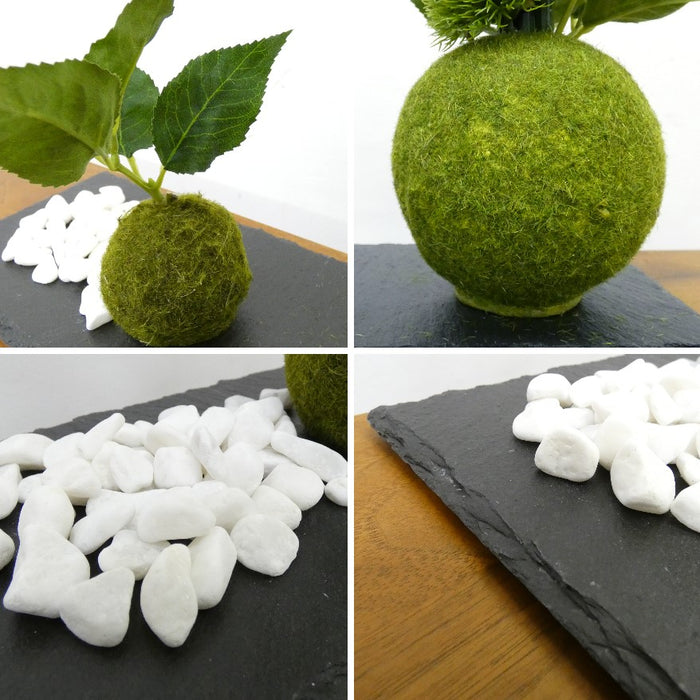 カップボン　苔玉黒岩皿　桜の葉