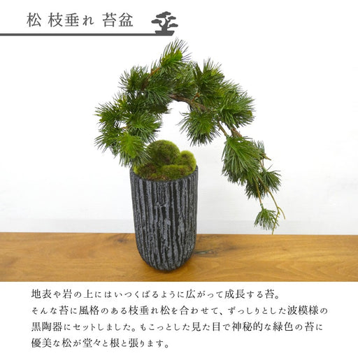 カップボン　苔盆　松枝垂れ