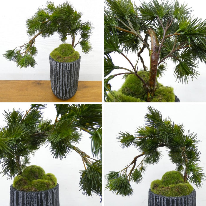 カップボン　苔盆　松枝垂れ