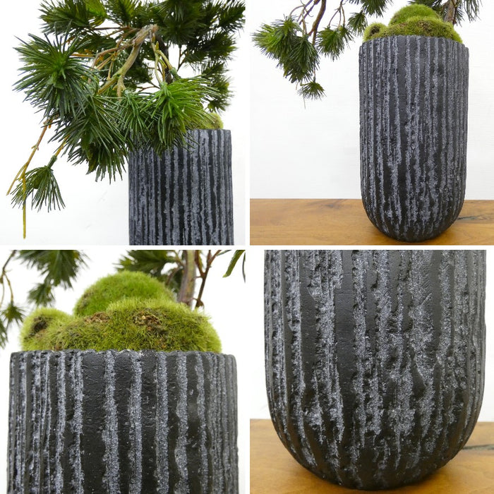 カップボン　苔盆　松枝垂れ