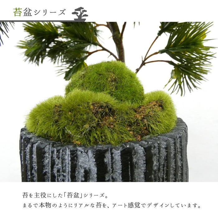 苔盆シリーズ