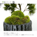 苔盆シリーズ