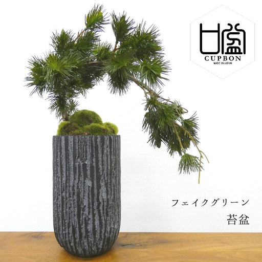 カップボン　苔盆　松枝垂れ