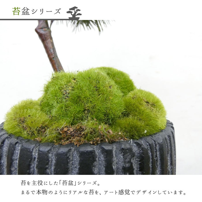 フェイクグリーン 造花盆栽 人工観葉植物 [松 吹き流し 苔盆] 黒陶器インテリアグリーン カップボン pr-18