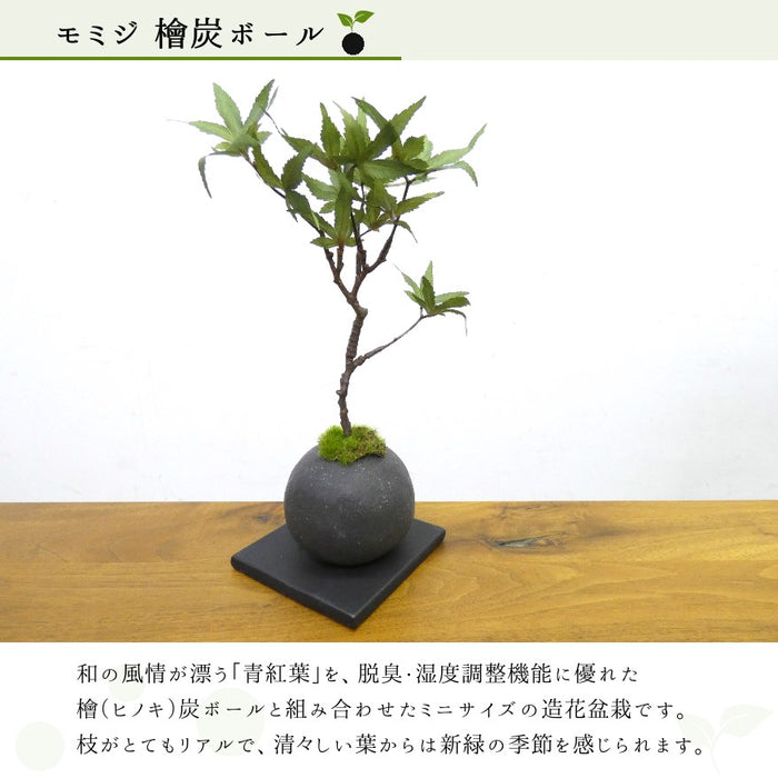 カップボン　檜炭ボール　モミジ
