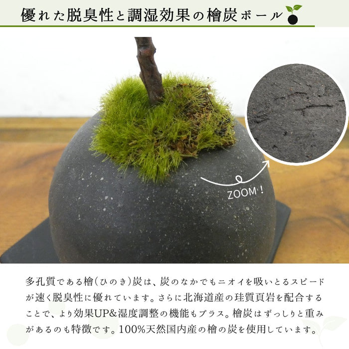 優れた脱臭性と調湿効果