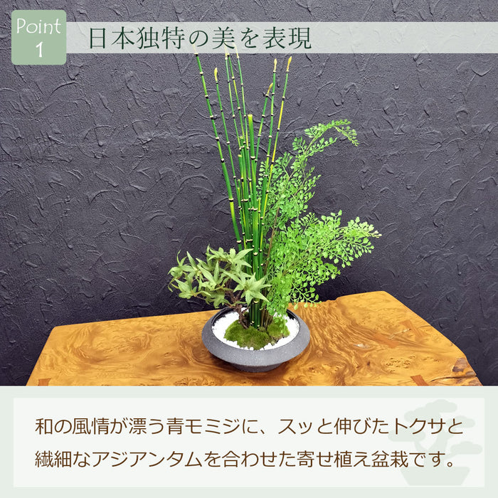 フェイクグリーン [寄せ植え盆栽　平皿/モミジ小] カップボン/CUPBON PRGR-1440　pr-21