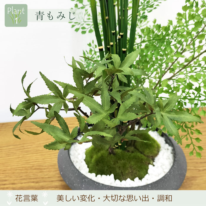 フェイクグリーン [寄せ植え盆栽　平皿/モミジ小] カップボン/CUPBON PRGR-1440　pr-21