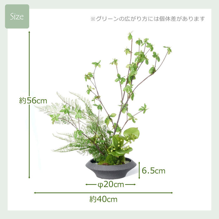 フェイクグリーン [寄せ植え盆栽　平皿/ドウダン小] カップボン/CUPBON PRGR-1441　pr-22