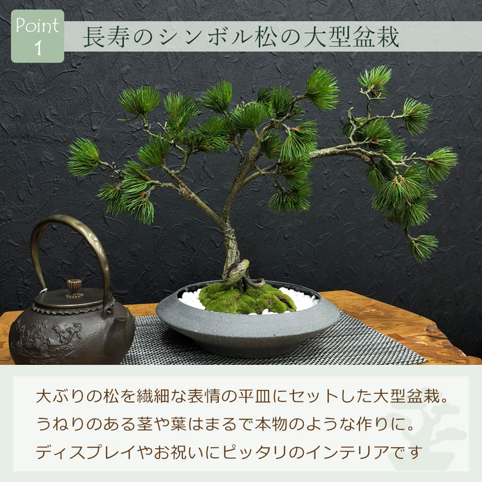 フェイクグリーン [松盆栽　平皿大] カップボン/CUPBON PRGR-1437　pr-23