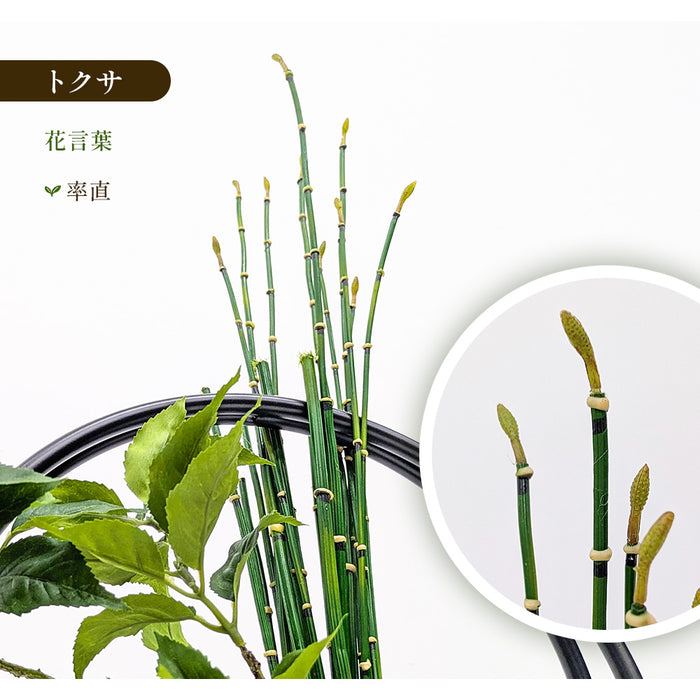 フェイクグリーン [桜の葉寄せ植え盆栽 リングベースS] カップボン/CUPBON PRGR-1231　pr-25