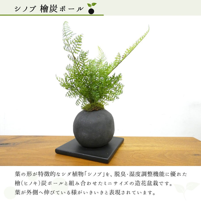 カップボン　檜炭ボール　シノブ