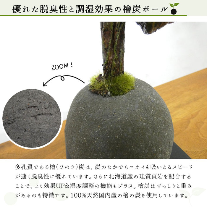 優れた脱臭性と調湿効果