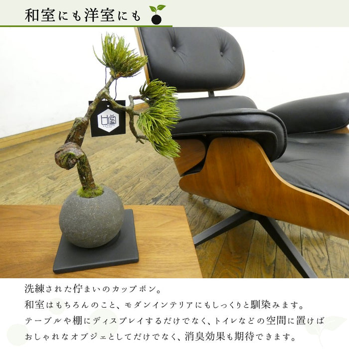 和室にも洋室にも