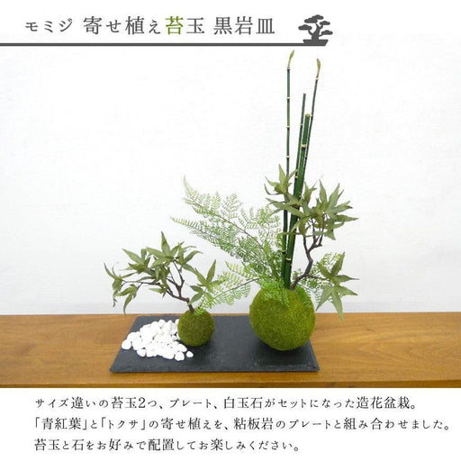 モミジ寄せ植え　苔玉　黒岩皿のセット