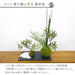 モミジ寄せ植え　苔玉　黒岩皿のセット