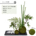セット内容：苔玉大・苔玉小・黒岩皿・白玉石